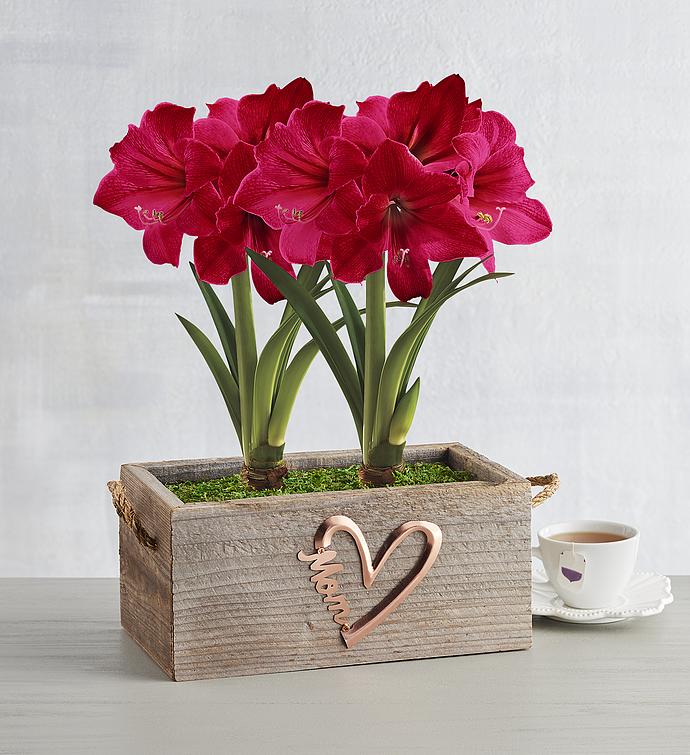 Mother's Day Ice Pink Amaryllis Gift