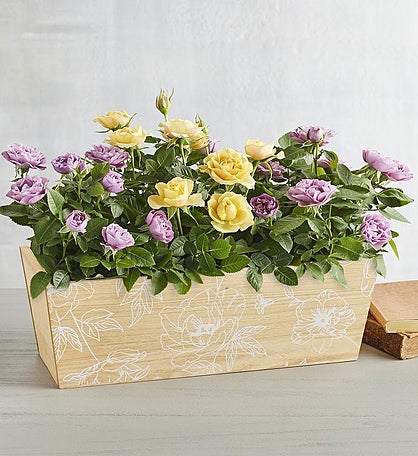 Gardenia with Cookies