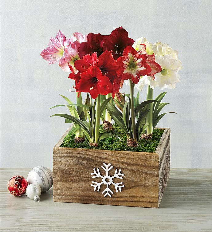 Grand Amaryllis Centerpiece