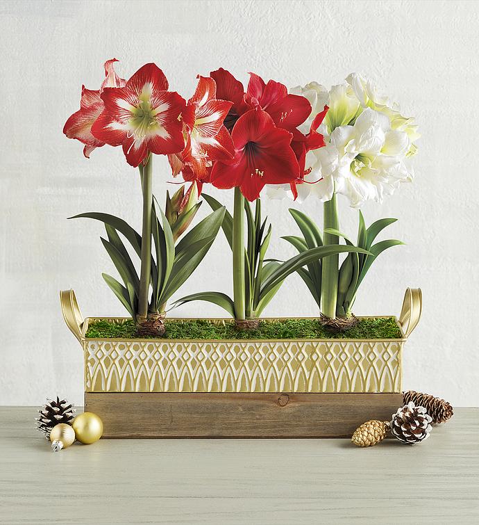 Amaryllis Trio