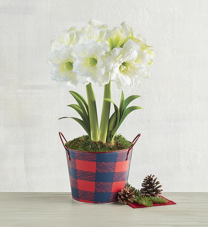 White Ruffle Amaryllis Double