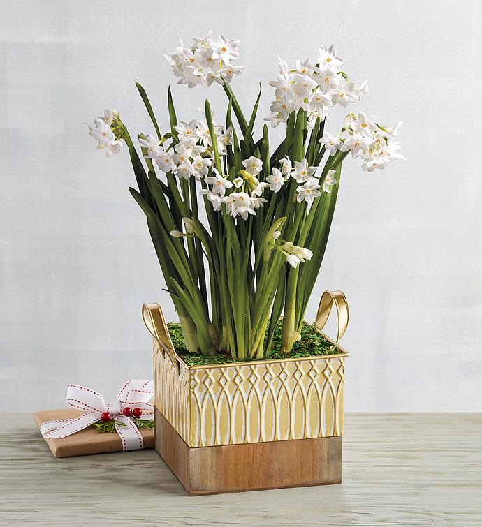 Paperwhites Bulb Garden in House Planter