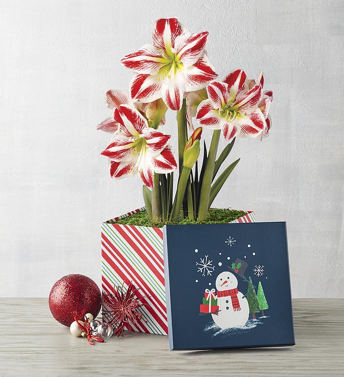 Candy Cane Amaryllis   Double