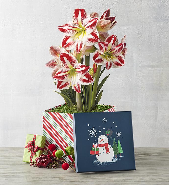 Candy Cane Amaryllis   Triple