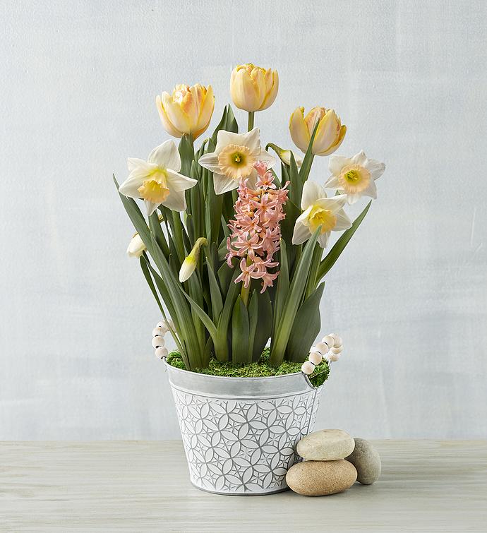 Tulip Mix Garden
