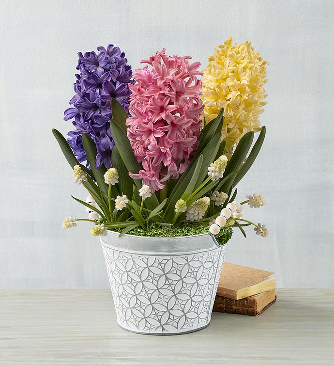 Summer Daffodil Mix