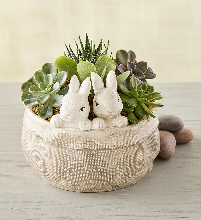 Succulents in Bunny Bag Planter