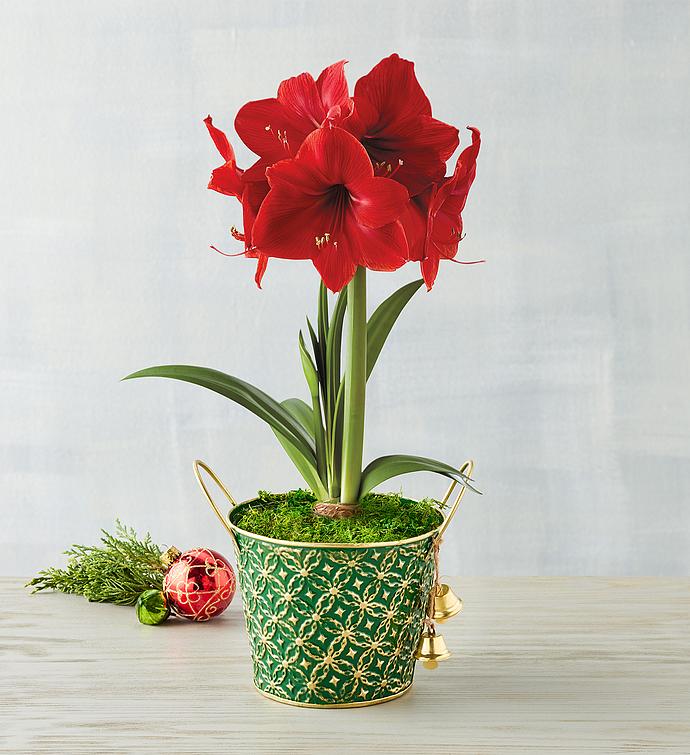 Red Lion Amaryllis