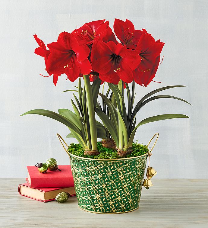 Red Lion Amaryllis Triple