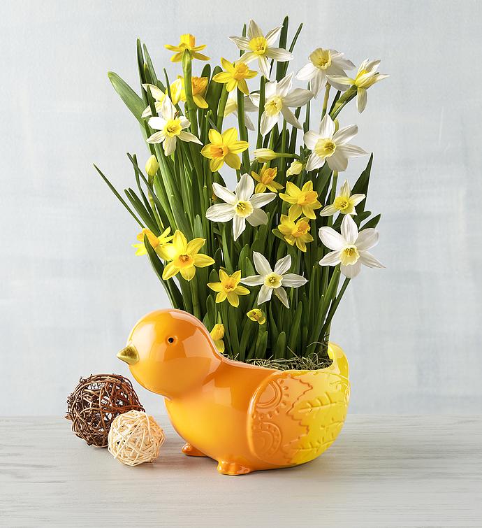 Daffodil Bulb Garden in Chick Planter