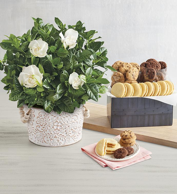 Gardenia with Cookies