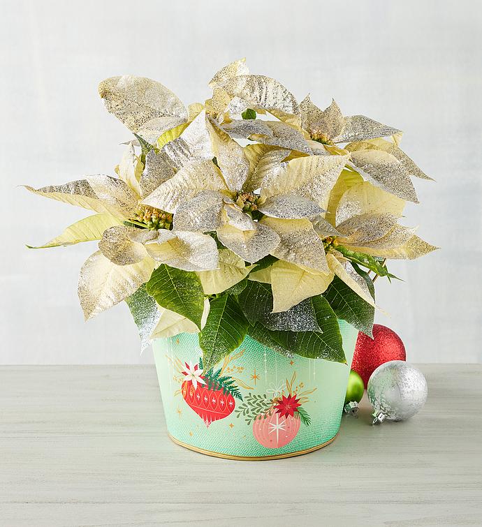 Silver White Poinsettia