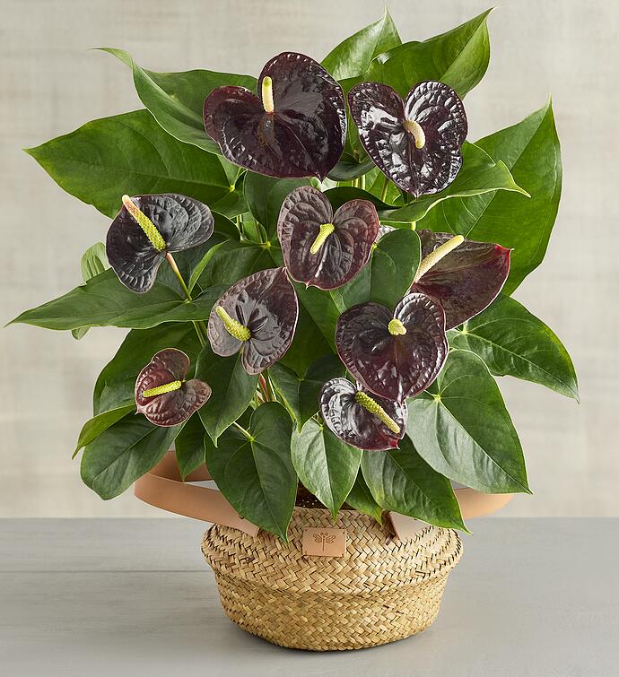 " Purple Anthurium
