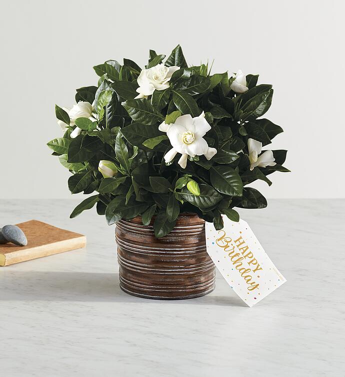 Happy Birthday Gardenia