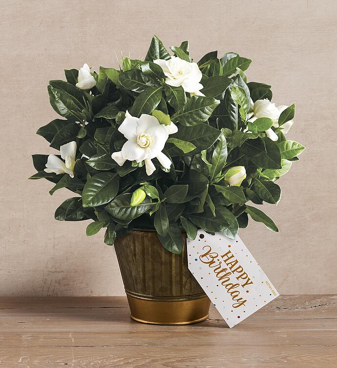 Happy Birthday Gardenia