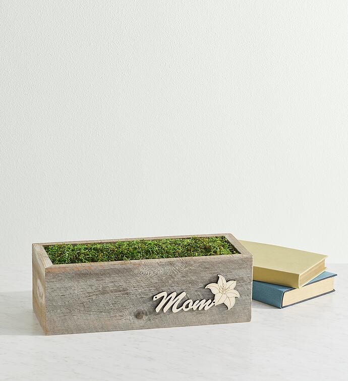 Mother's Day Dancing Queen Double Amaryllis Gift