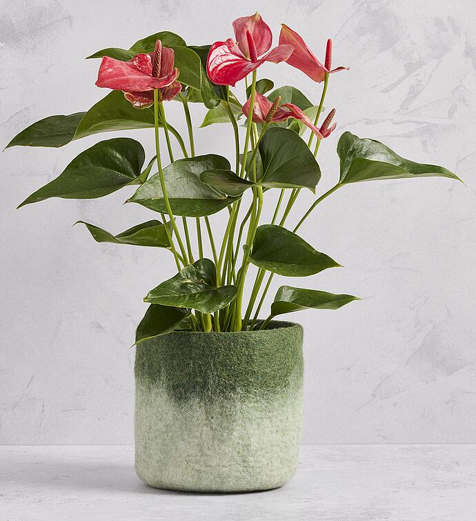 Panola Pink Anthurium   6"