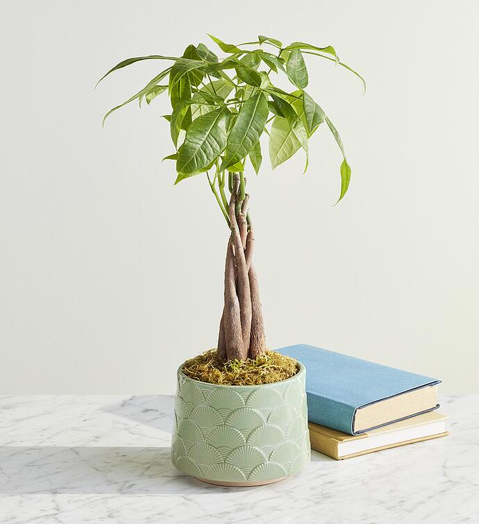 Money Tree