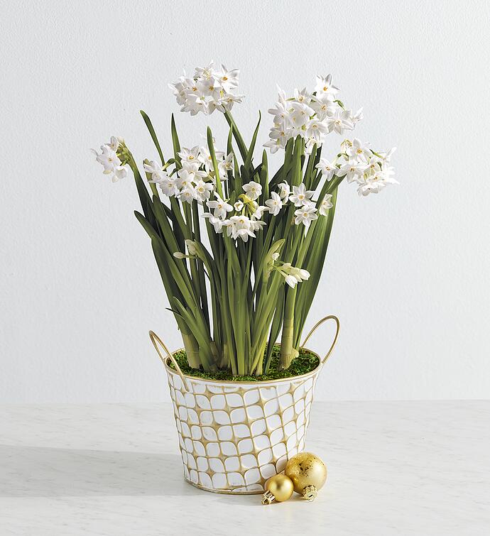 Paperwhites Bulb Garden in House Planter