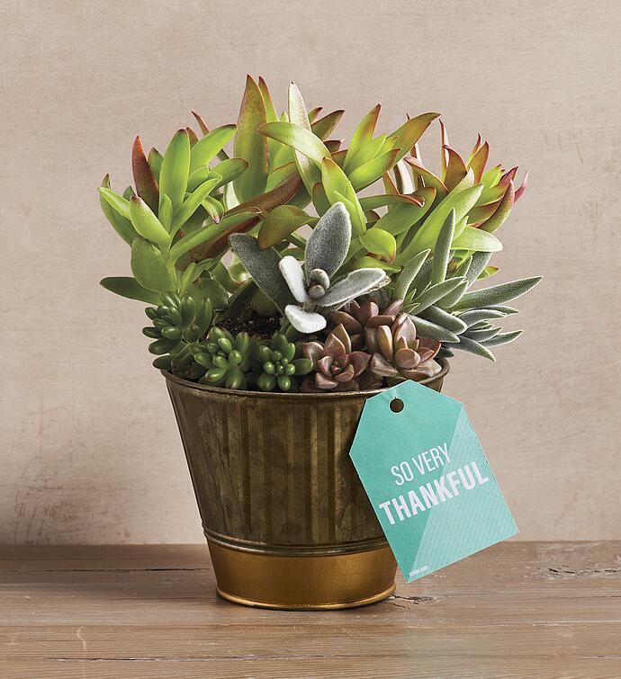 "So Very Thankful" Succulents