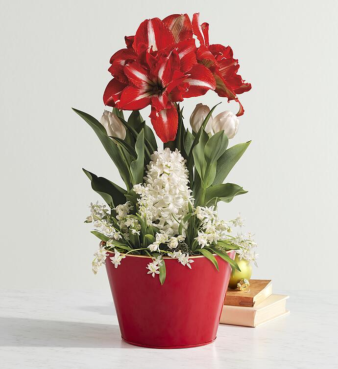 Valentine's Day Bulb Garden