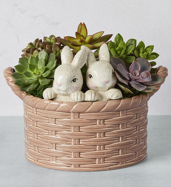 Succulents in Bunny Basket Planter