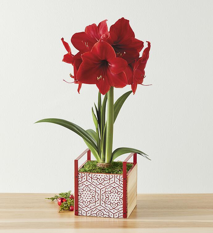 Red Lion Amaryllis 