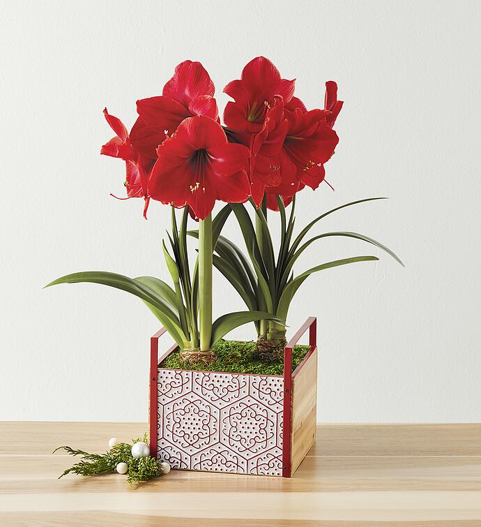 Red Lion Amaryllis   Double