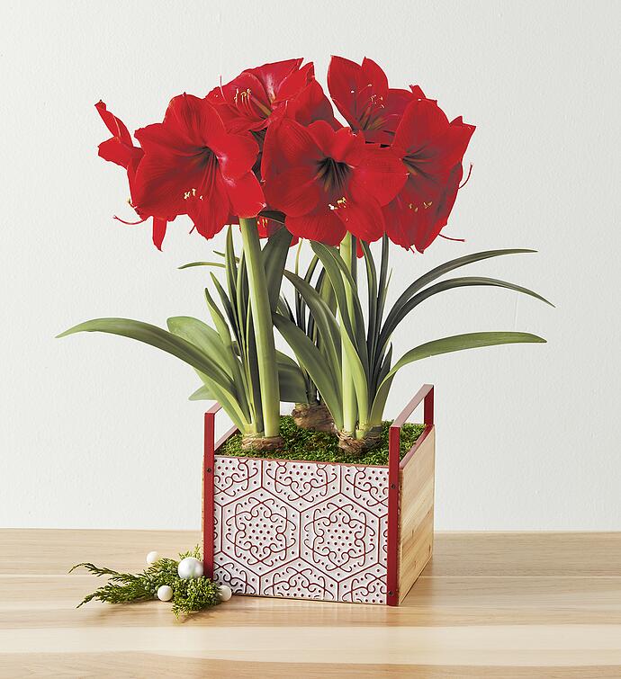 Red Lion Amaryllis   Triple