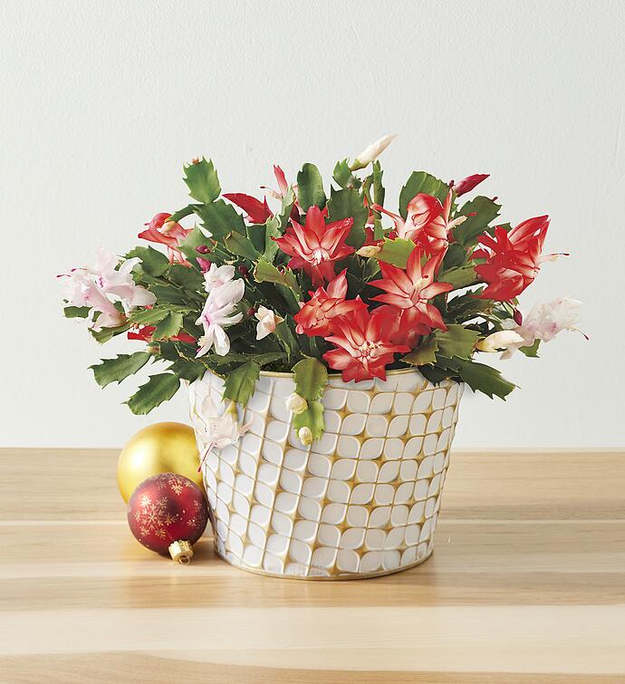 8&quot; Christmas Cactus