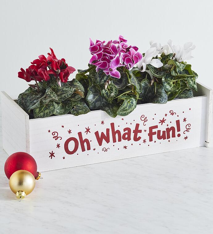 Holiday Cyclamen Gift