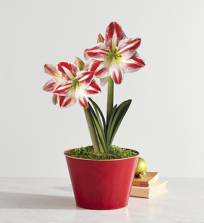 Candy Cane Amaryllis   Single
