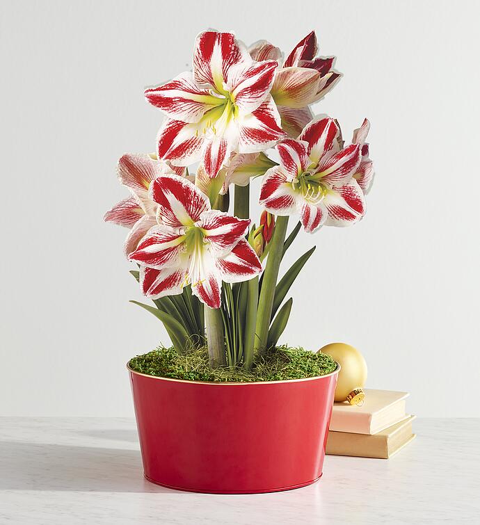 Candy Cane Amaryllis   Triple