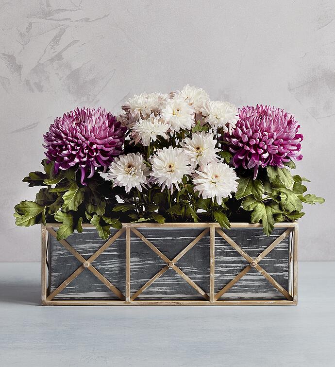 Spring Mums Plant Gift Trio