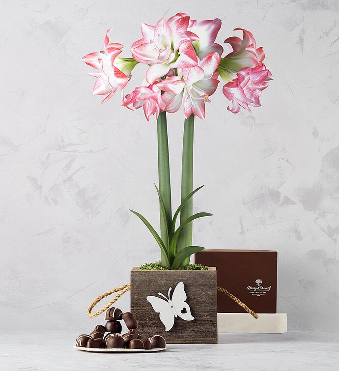 Aphrodite Amaryllis Plant with Heritage Chocolate Assortment