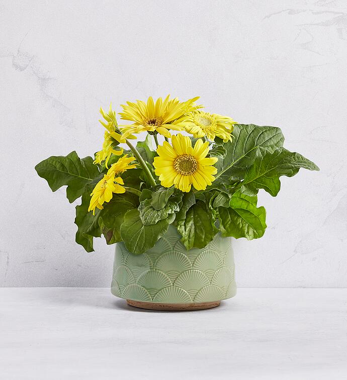 Gerbera Daisy Plant Gift