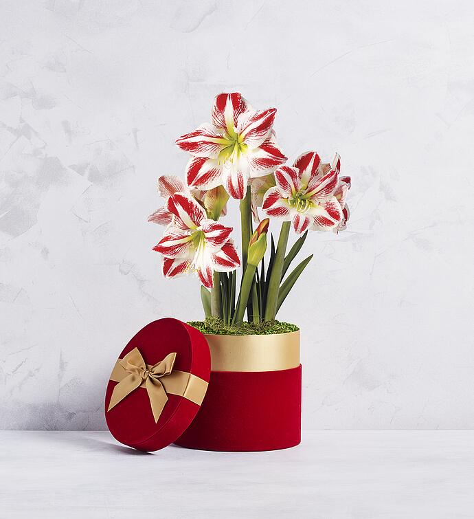 Candy Cane Amaryllis   Double