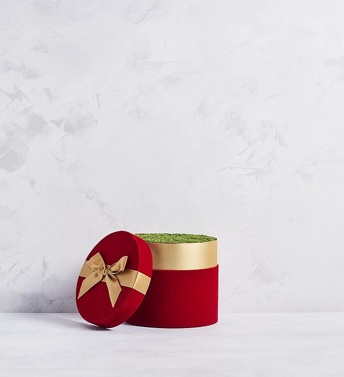 Candy Cane Amaryllis - Double