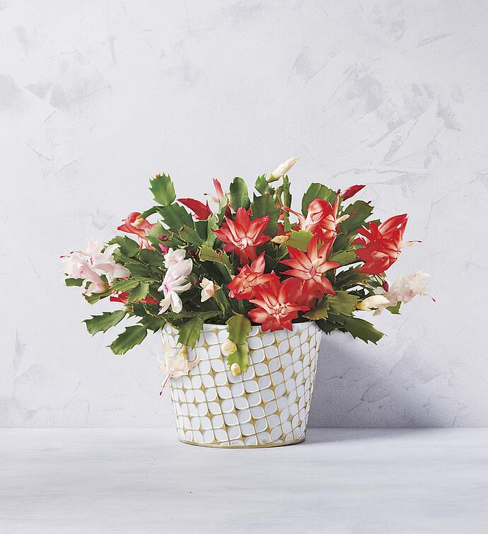 8" Christmas Cactus