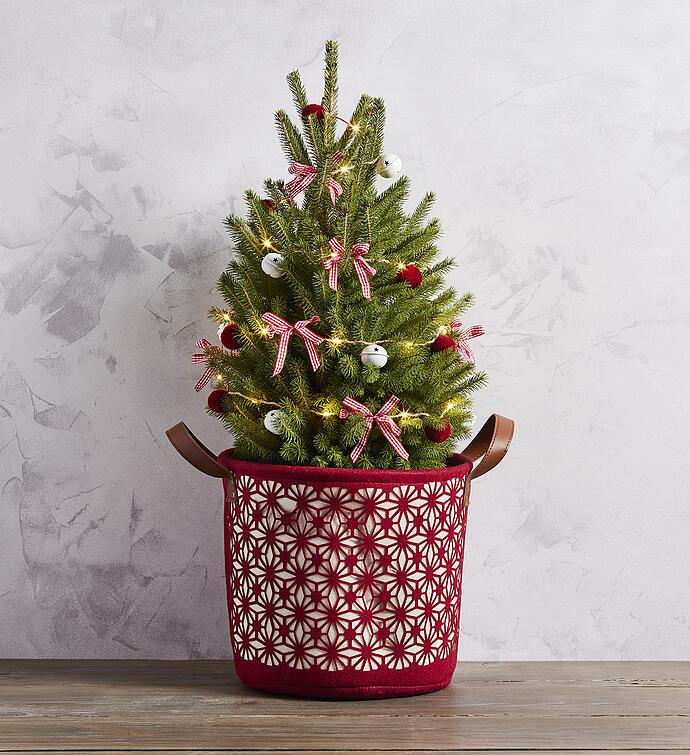 Decorated Spruce Christmas Tree