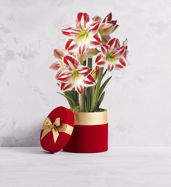 Candy Cane Amaryllis - Triple 