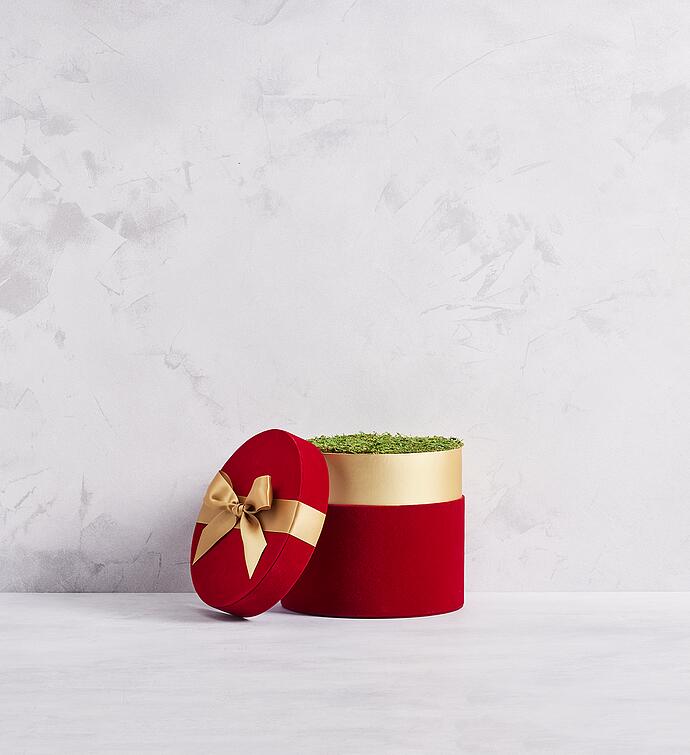 Candy Cane Amaryllis - Triple 